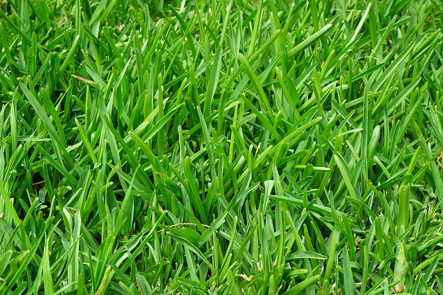 Achieve a Lush and Gorgeous Lawn2