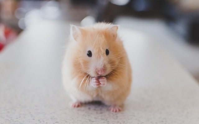 Hamster Health Tips