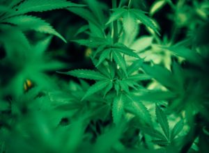 green cannabis plant