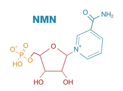 nmn supplements